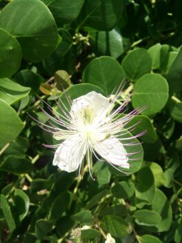 Von der Knospe in die Blüte